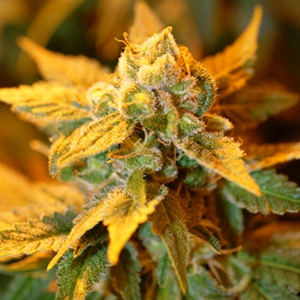 Shop Primary Image Shop Primary Image