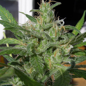 Shop Primary Image Shop Primary Image