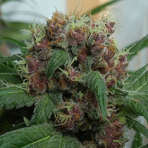 Shop Primary Image Shop Primary Image